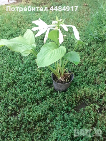 Зелена Хоста