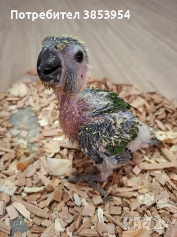 Аратинга - Яндая - бебета , снимка 4 - Папагали - 54079961