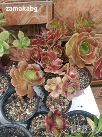 Еониум (Aeonium sp.), сукулентно растение, снимка 2 - Стайни растения - 54605832