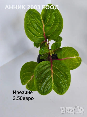 Стайни цветя , снимка 18 - Стайни растения - 55055266