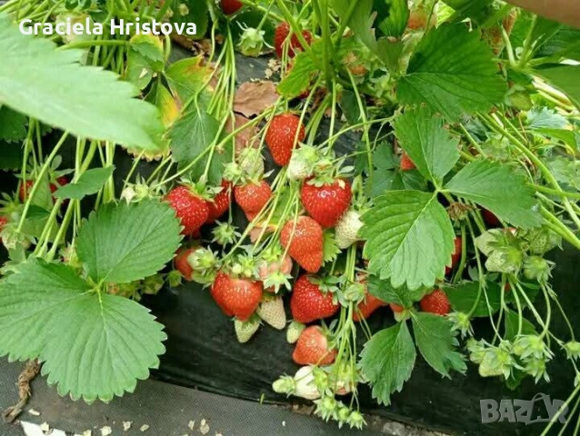 Продавам качествен разсад ягоди сорт  целогодишен мурано албион