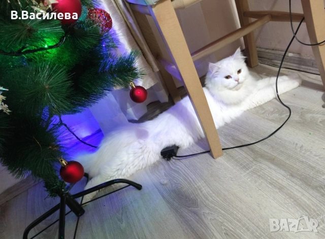 Ангорска котка-женска, снимка 5 - Ангорски - 55162808