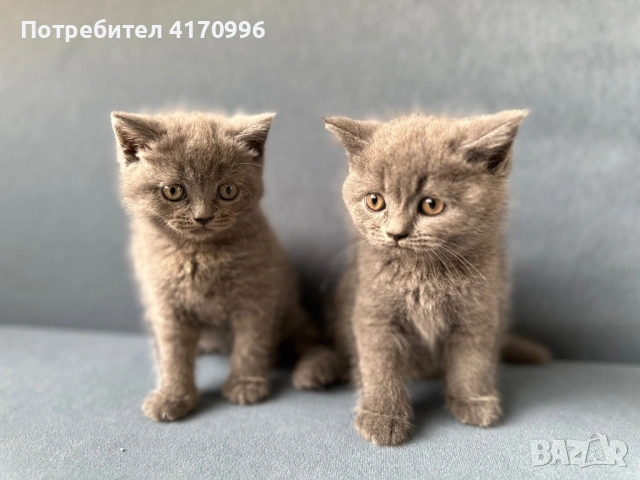 Шотландски клепоухи, снимка 2 - Британска късокосместа - 54708463