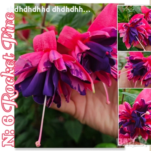 Фуксия Цъфти Целогодишно ! , снимка 8 - Градински цветя и растения - 54316645