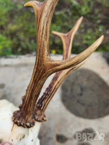 Трофей от сръндак , снимка 9 - Други - 54312628