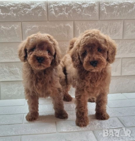 Той Пудел Мини Пудел, снимка 5 - Пудели - 54306425