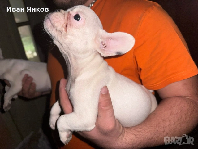 https://www.facebook.com/share/p/1RHcyLq1vZ/, снимка 3 - Френски булдог - 54803044