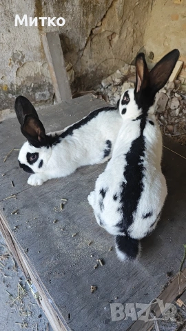 Зайци, снимка 13 - Други - 53499260