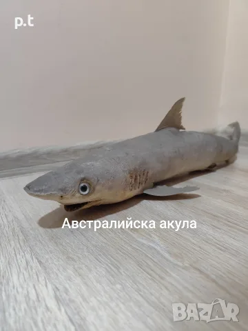 Препарирани акули , снимка 7 - Други животни - 55673868