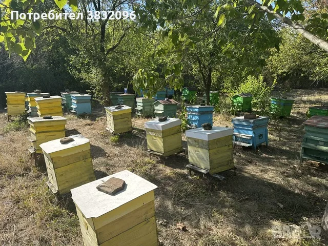 Продавам пчелни семейства , снимка 2 - За пчели - 55693262
