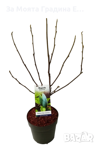 Магнолия 19 вида , снимка 8 - Градински цветя и растения - 54020432