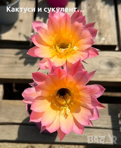 Цъфтящи Кактуси Echinopsis Hybrid омбре преливащи се цветове , снимка 5 - Градински цветя и растения - 55683810