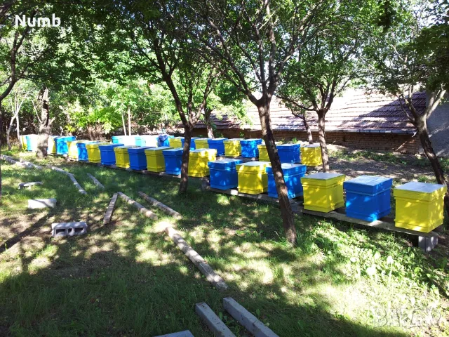 Продавам 27бр. пчелни семейства в Дадан-Блат кошери, всеки + 3 магазина 