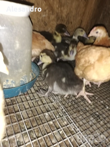 Неми турски мускусни патета, снимка 2 - Патици и гъски - 54342947