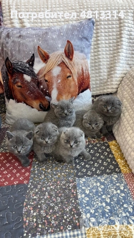Котета Шотландски Фолд и Котета Британка Късокосместа 