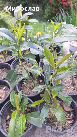 Продавам декоративен храст Лавровишна 