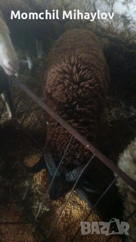 продавам коч, снимка 4 - Овце - 54638004