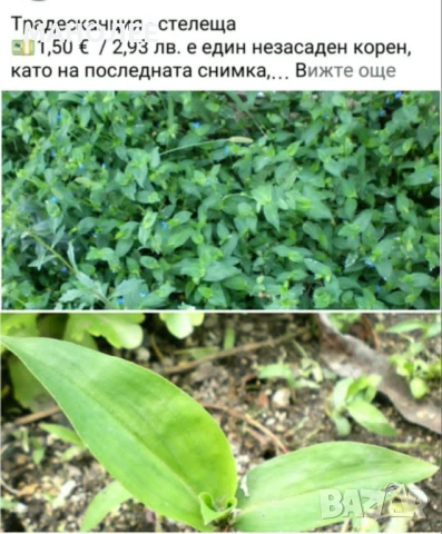 🪻🪴🪷🎁3 вида градински цветя❄️☃️ -, снимка 4 - Градински цветя и растения - 54466138