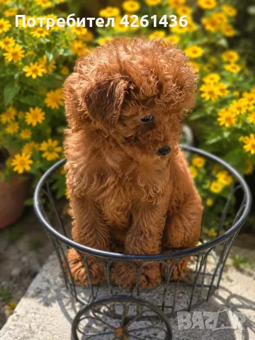 Той Пудел /Poodle Toy / 