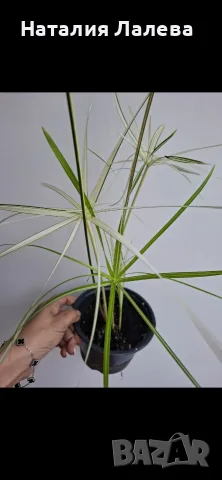 Водна палма, циперус, Cyperus alternifolius variegata