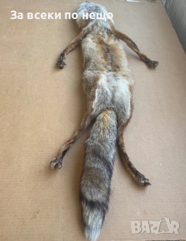 Препарирана лисица, снимка 12 - Други - 54350684