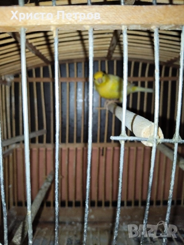 продавам канар., снимка 2 - Канари - 54317560