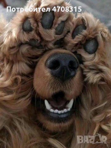 Кокер шпаньол английски момче 2 ваксини, снимка 10 - Кокер шпаньол - 54330722