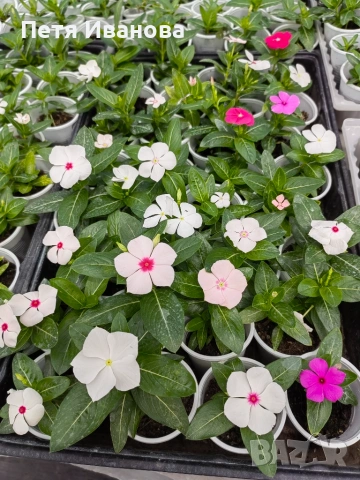 Каскадна винка , снимка 3 - Градински цветя и растения - 55066131
