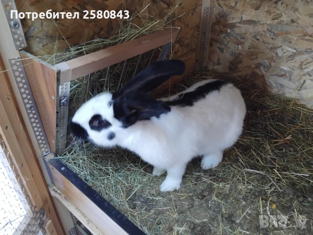 Зайци немска пеперуда чисти, снимка 10 - Други - 54154671