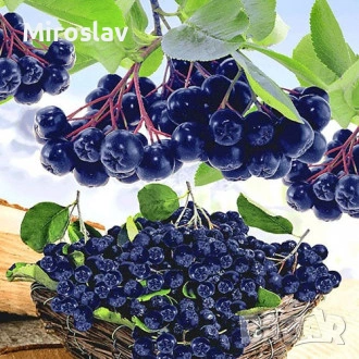 Арония „Викинг“, снимка 2 - Градински цветя и растения - 54124160