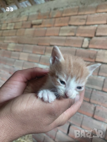 Подарявам котенца на 1 месец 