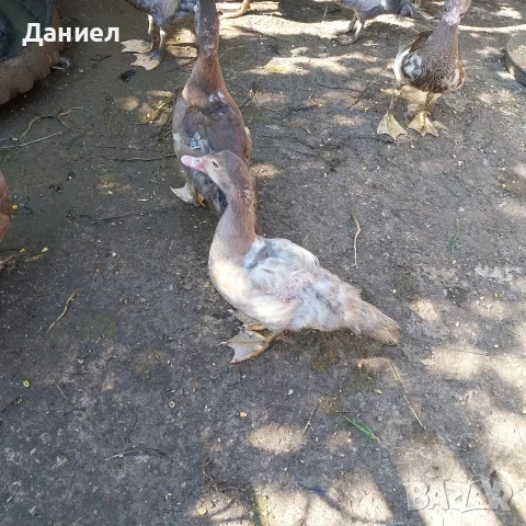 Индийски бегач, неми патици,гъски,холандска качулата,пуйки и мини кохини, снимка 10 - Патици и гъски - 55632817