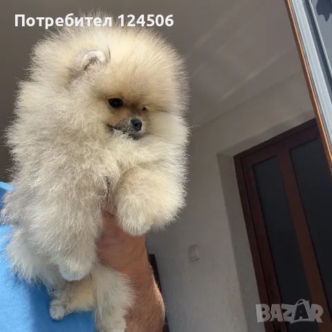 Померан мини померанче, снимка 2 - Померан - 54960163