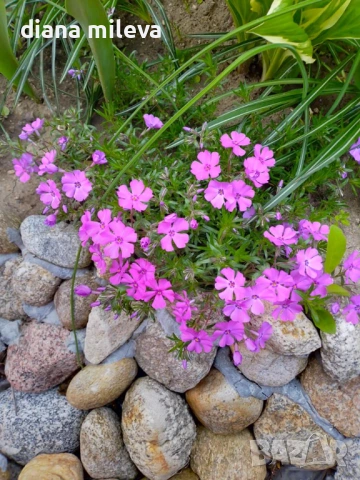 Флокс, Phlox sub. McDaniel`s Cushion, почвопокривен, многогодишен, студоустойчив, снимка 5 - Градински цветя и растения - 54127992