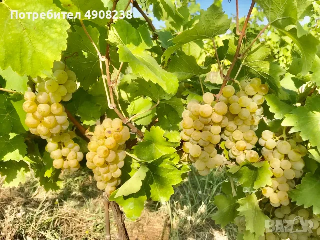 Продавам ново лозе , сорт " Мускат" 22 декара