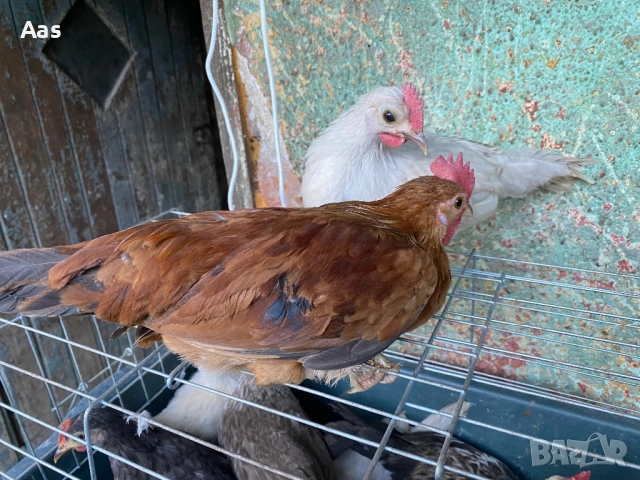 Джинки чифтове, снимка 4 - Кокошки и пуйки - 54315090