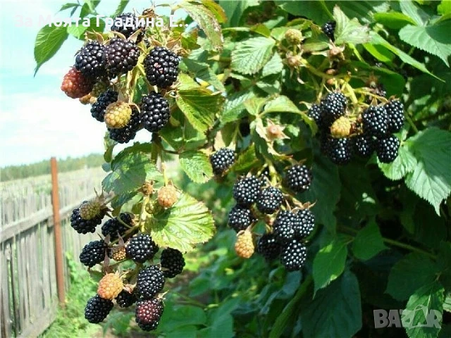 Къпина Рубен ремонтантна, снимка 2 - Разсади - 54031773