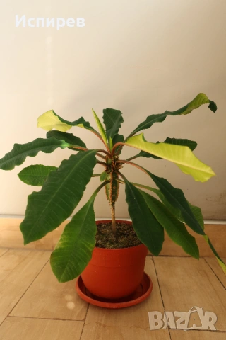 Африканска плюеща палма, Euphorbia leuconeura, 1-год. растение