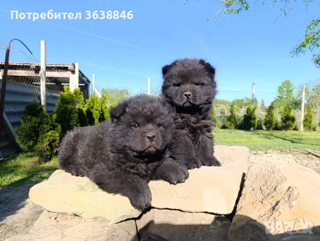 Чау чау, снимка 4 - Чау Чау - 54314164