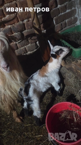 продавам коза с мъжко яре, снимка 2 - Кози - 54315794
