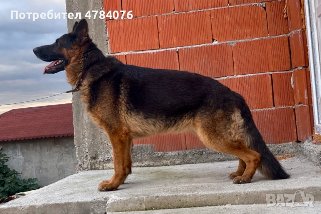 Немска овчарка, снимка 5 - Немска овчарка - 54046917