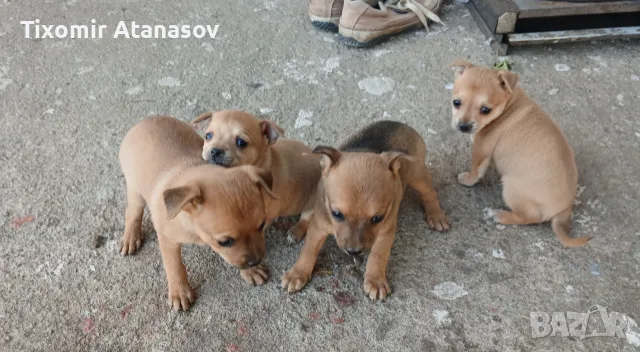 Пинчер         ., снимка 4 - Пинчер - 55669826