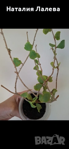 Хоя, hoya kanyakumariana, снимка 4 - Стайни растения - 54560239