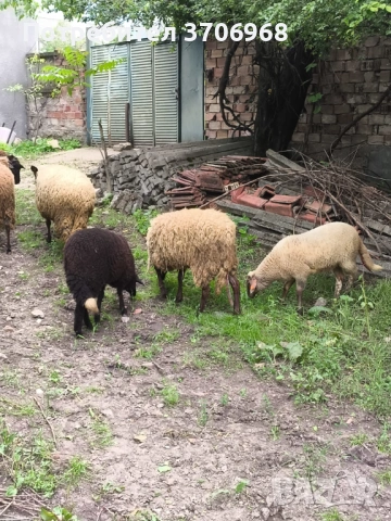Продавам Овце и Агнета, снимка 10 - Овце - 54736912