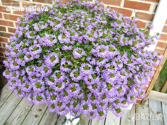 Скаевола - лилава, бяла и розова!!, снимка 7 - Градински цветя и растения - 54161547