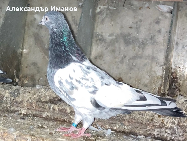 Гълъби, снимка 3 - Гълъби - 54743392