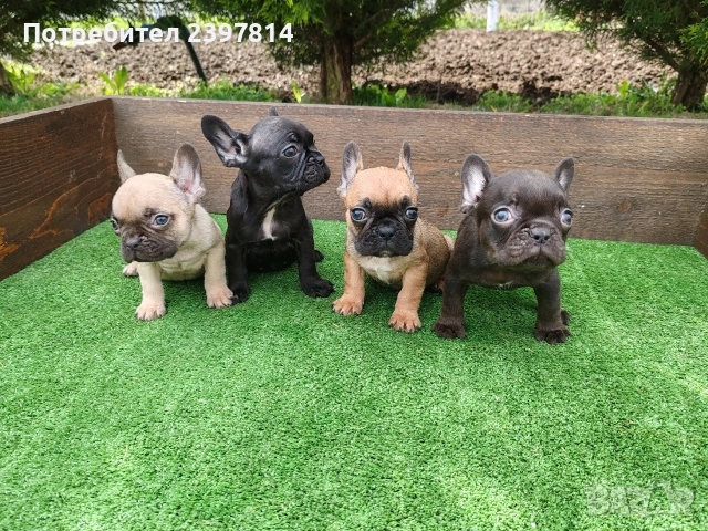 Френски булдог , снимка 10 - Френски булдог - 53832556