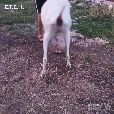 коза Сеянска 200 evr