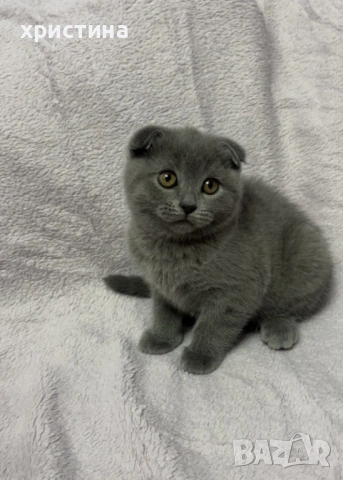 Шотландско клепоухо , снимка 2 - Британска късокосместа - 54335334