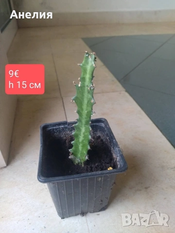 Еуфорбия Euphorbia lactea, снимка 3 - Стайни растения - 54655361